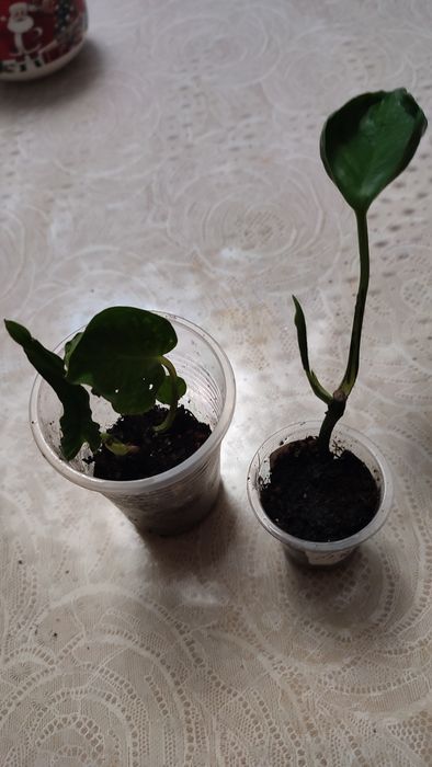 Эпипремнум Хэппи Лиф