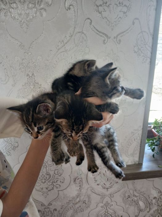 Отдам дарим милых котят в заботливых рукам