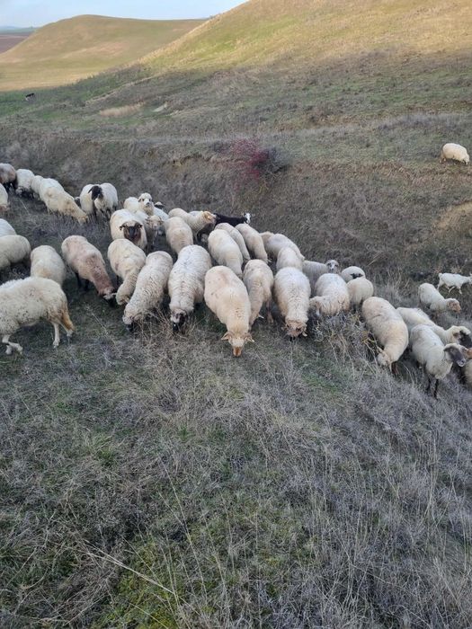 Se vand 250 de oi, toate tinerere si gestante