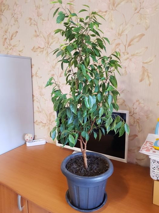 Продам фикус бенджамин