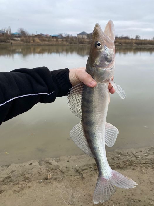 Судак балық сатылымда бар!!!