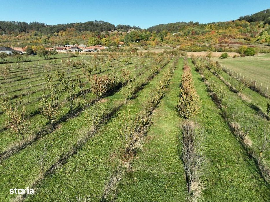 RECO, Teren cu livada de ciresi, Zona Auseu, Bihor