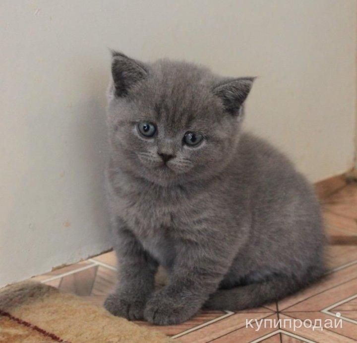 Британская милашка