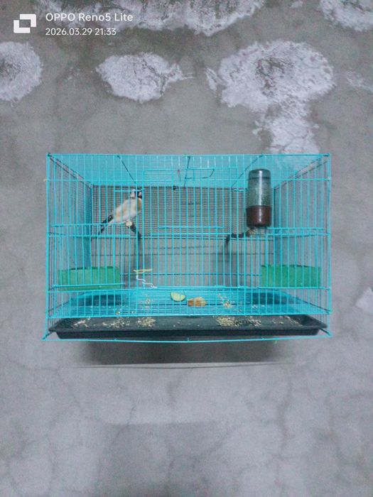 Продается щегол.