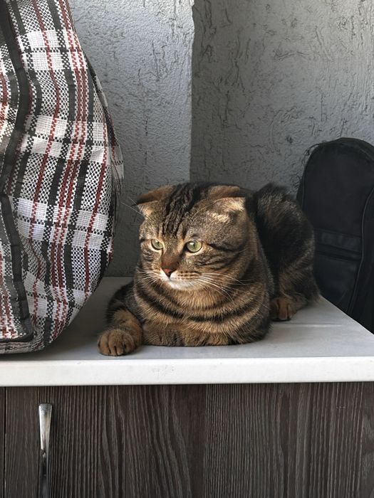 Отдам в добрые руки кота