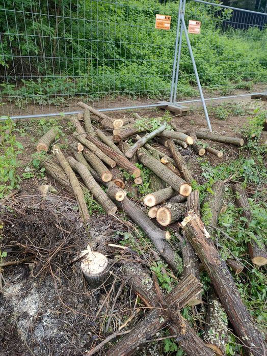 Рязане на Опасни дървета  чистене на дворове и парцели