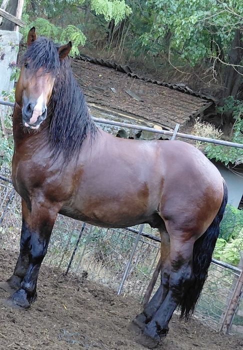 Жребец 4Годишен.цена при бартер 12000лв.