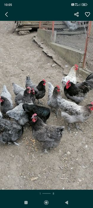Ouă australorp splash și albastru