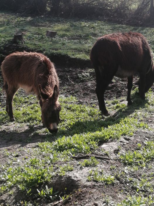 Ишак сатамын продам