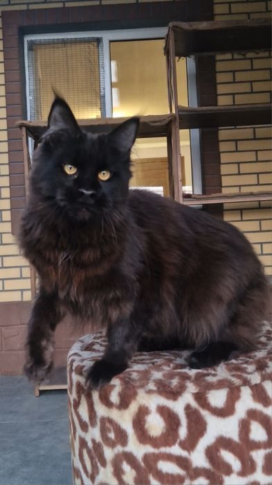 Мейн-кун девочка