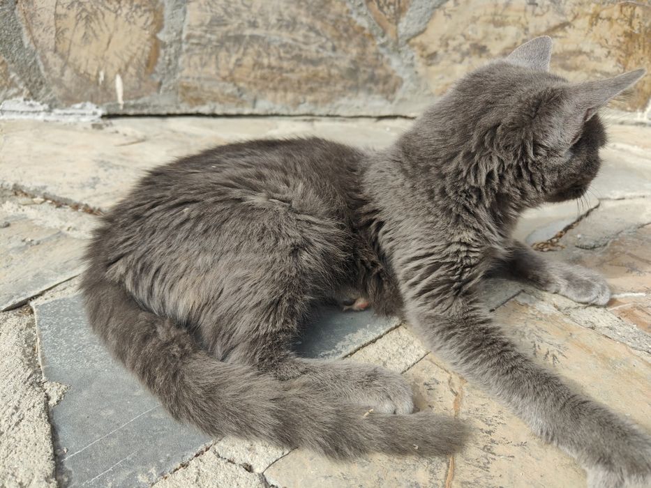 Подарявам малко котенце.