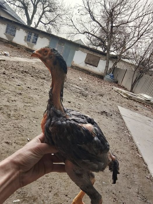 Дакан шоже сатылады