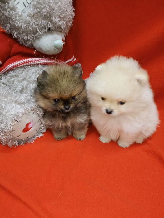 Продам щенков шпица