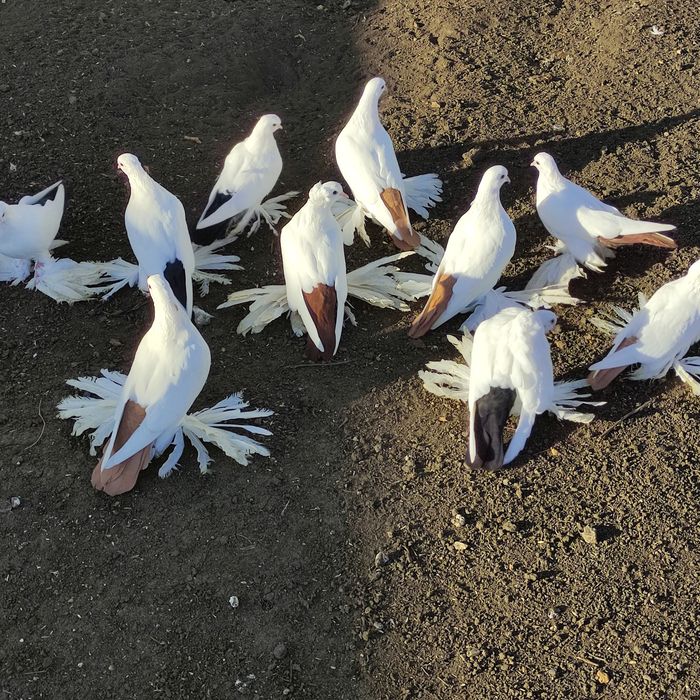 Голуби домашние персы