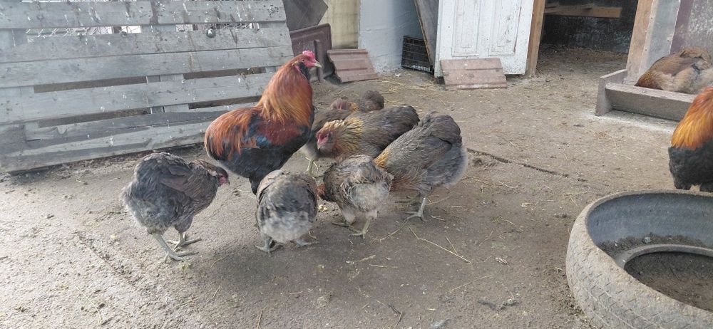Oua pt incubat Marans si Araucana