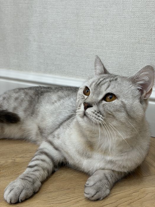 Продаю кота скоттиш страйт шотландский