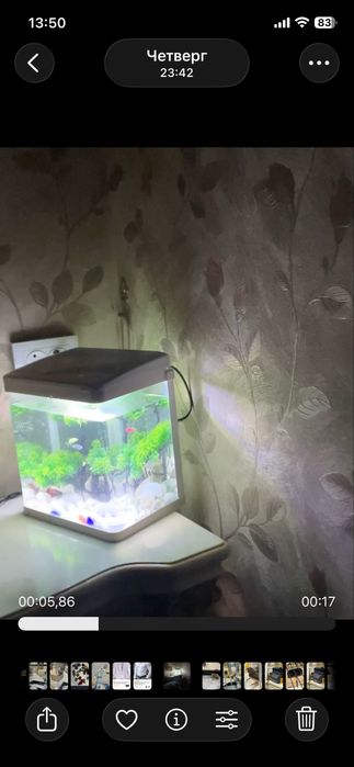 Qafas In Kletka Qush ga kota. Yengi Dublonka si bor