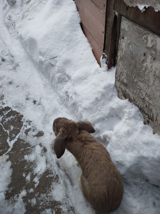 Продам кролика французский баран