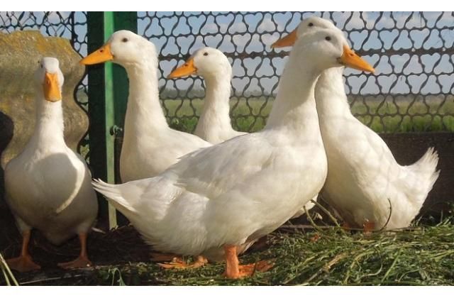 Продам уток Агидель живьём