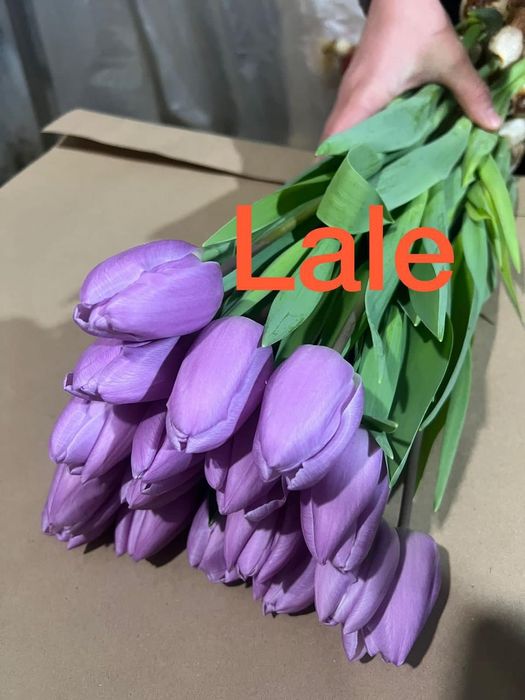 Тюльпаны оптом и в розницу