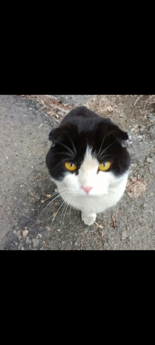 Помогите найти любимца