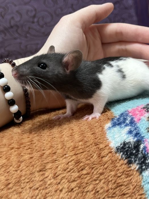 Ручной крысенок девочка (крыса,крысы,крыс)