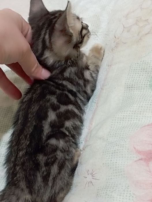 Продаются бенгальские котята