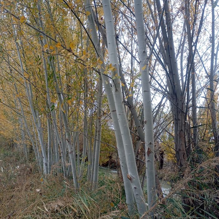 Kuk terak sotiladi strapelalik