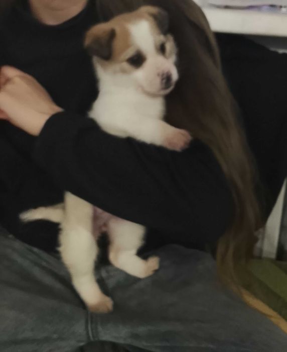 Отдам щенка девочка