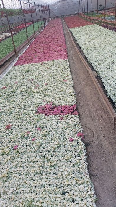 Begoniya.Pitunya.Bananza.salviya.Lola.йер гул. Yer gul...