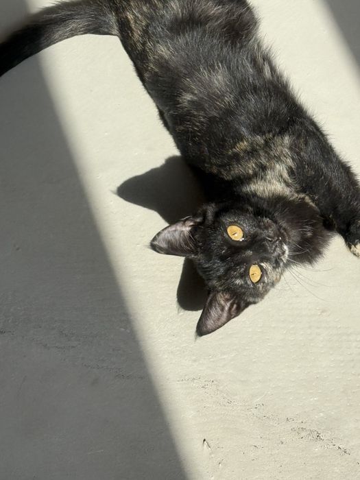 Котенок, девочка ищет дом