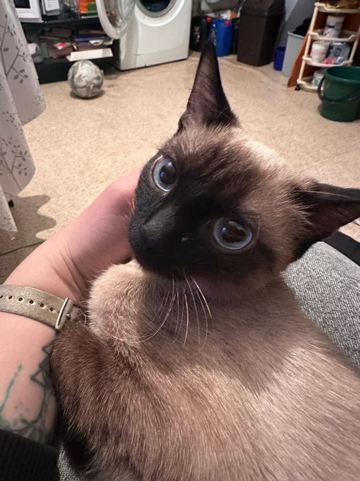 Кот мальчик в хорошие руки