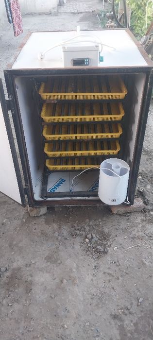 Inkubator. 500 talik