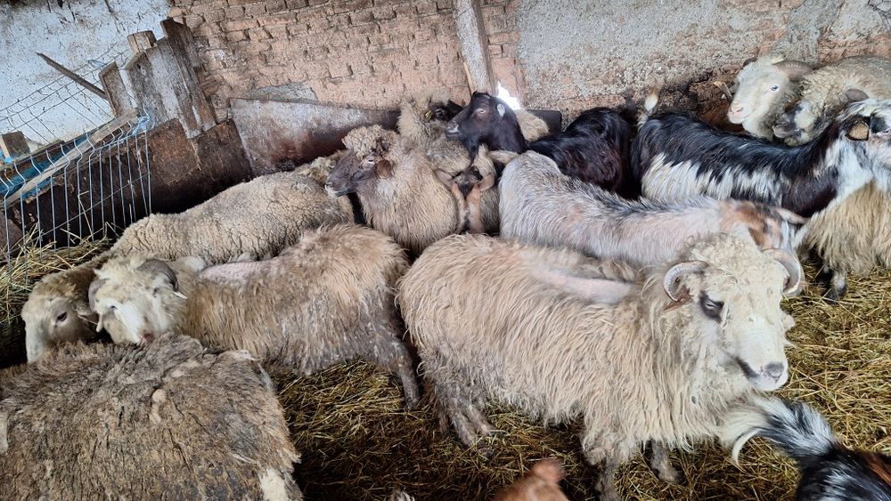 Oi de tăiat slăbuțe