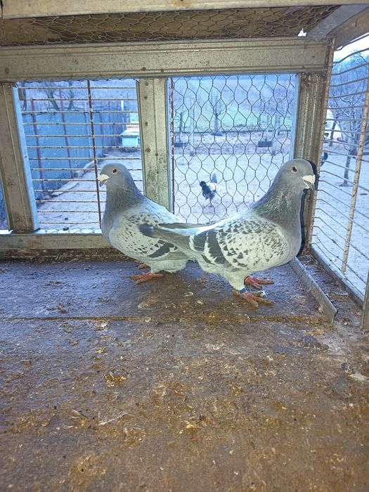 Porumbei diferite rase