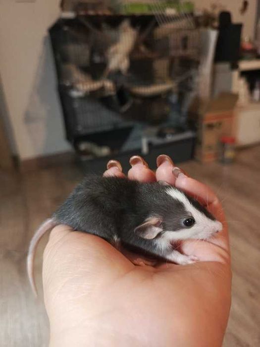 Хаски-Дамбо КрысКа)))