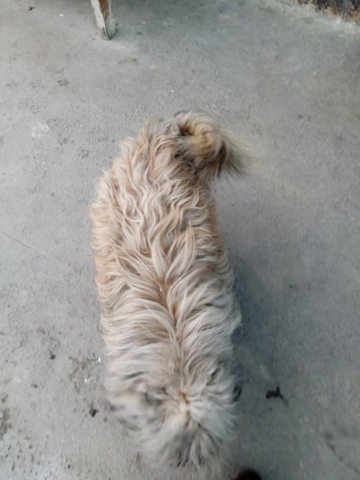 Кучуг сотилади пародаси Балонка