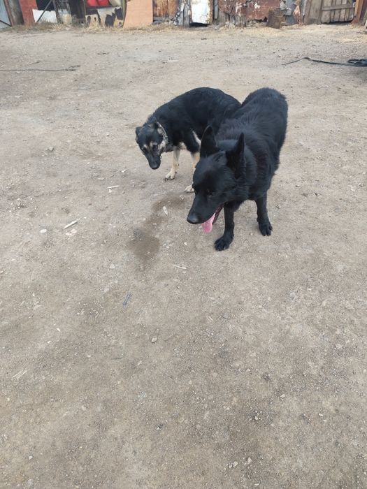 Продам щенков Восточной Европейской овчарки