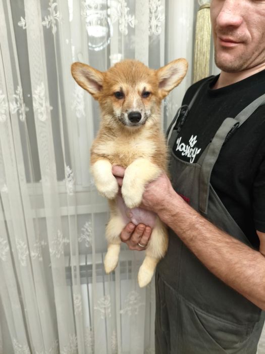 Продаются щенки корги