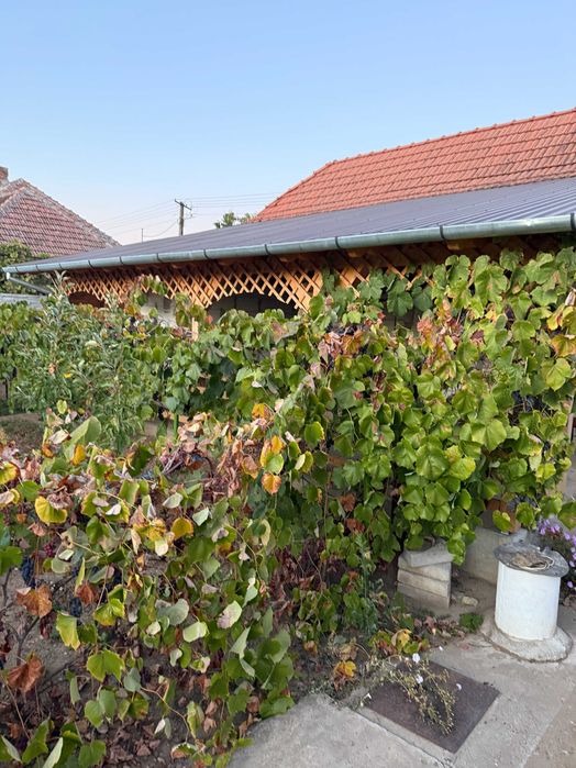 Casa Gospodarie Ferma Bodrogu Nou
