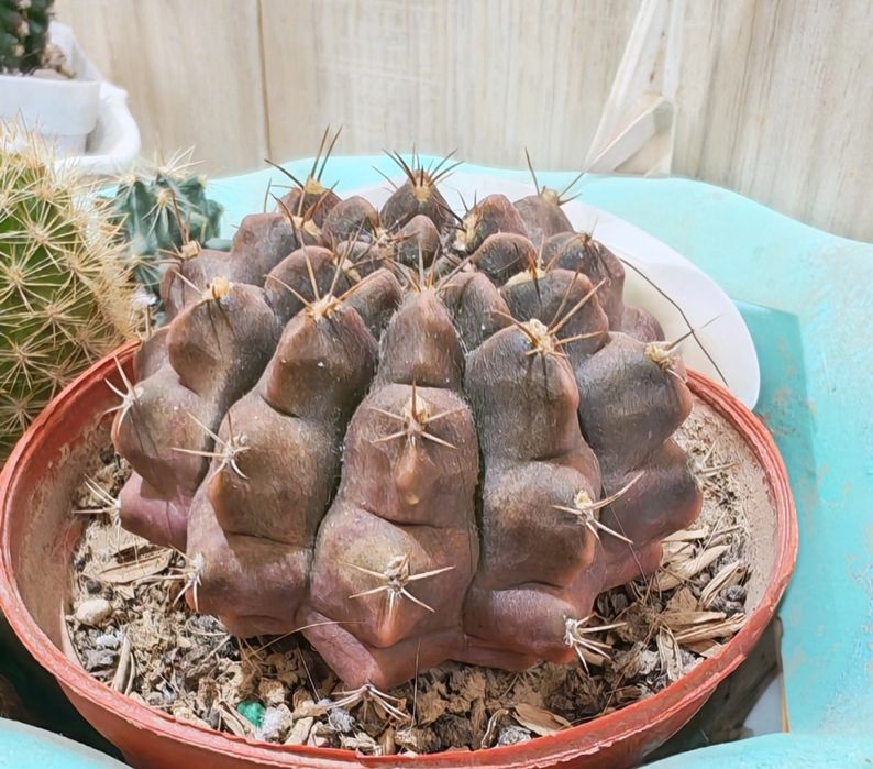 Кактусы цветущие гимнокалициум и эхинопсис