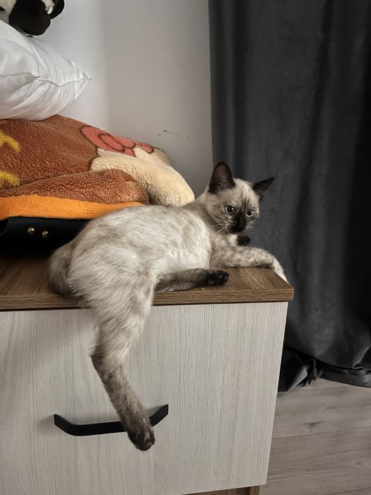Котенок 4 месяца