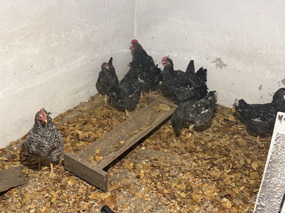 Продам петушков