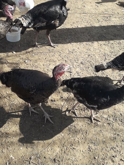 Индюки самец самки