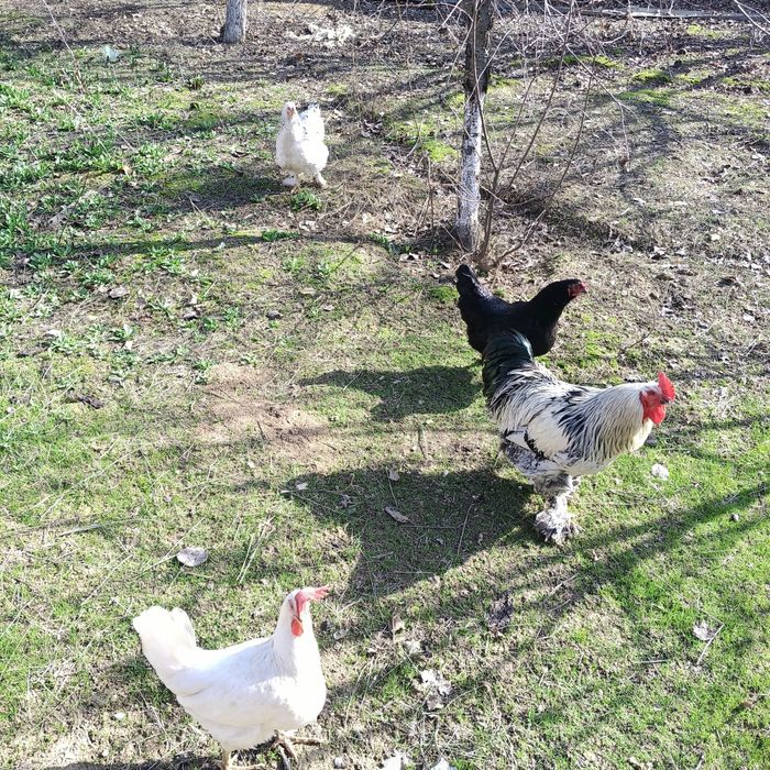 Сарыагашта 3 тауык 1 кораз салылымда