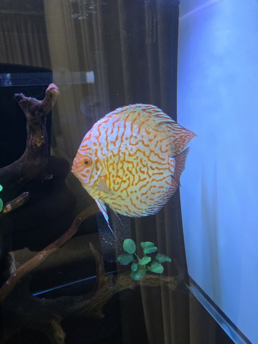 Дискусы пиджен Малайзия