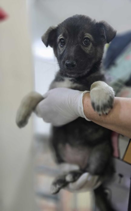 Щенок, мальчик, 2 месяца