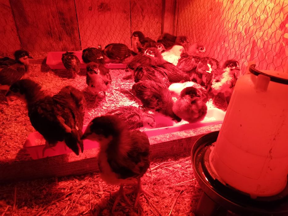 Oua de incubat si pui din  rasa de gaini  Australorp negru si  albastru