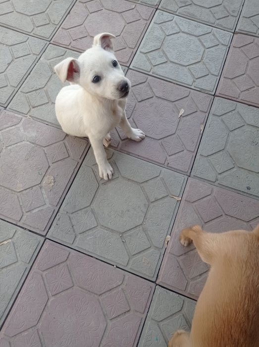 Щенки звоночки в дар