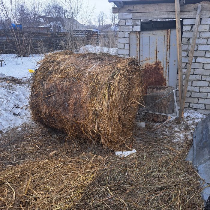 Продам сено крс,,,